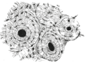 Thumbnail for version as of 17:28, 18 May 2026