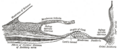 Spiral ligament