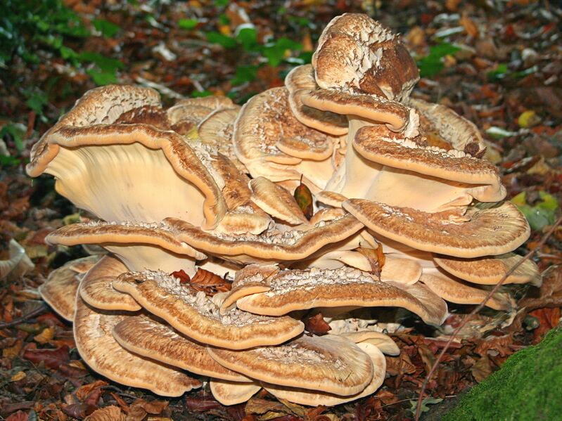 File:Meripilus giganteus JPG2a.jpg