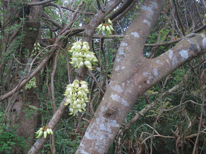 File:Mucuna birdwoodiana.jpg