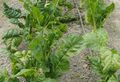 Spinach