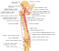 Deep external pudendal artery