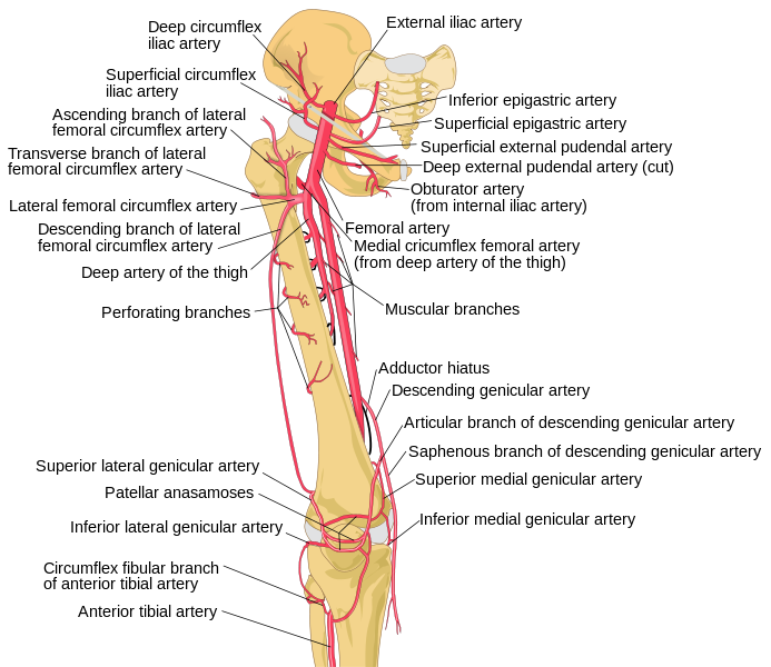 File:Thigh arteries schema.svg