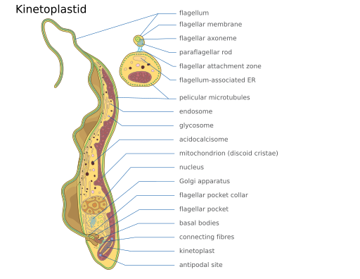 File:2023 Kinetoplastid.svg