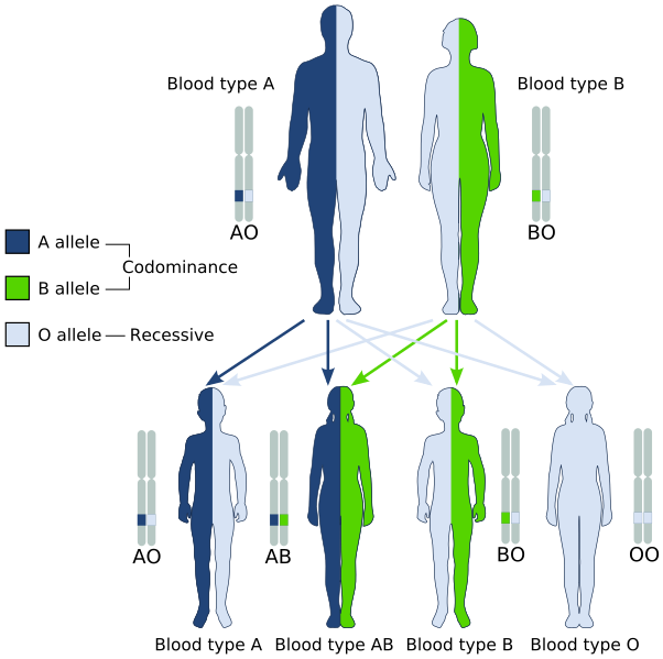 File:ABO system codominance.svg