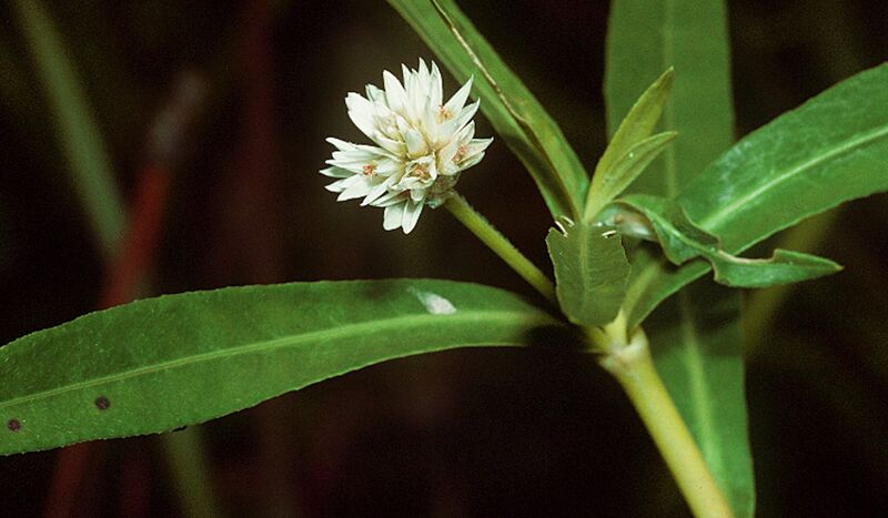 File:Alternanthera philoxeroides NRCS-1.jpg