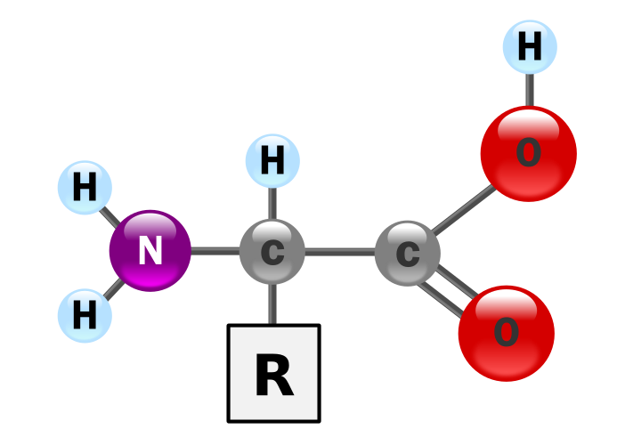 File:AminoAcidball.svg