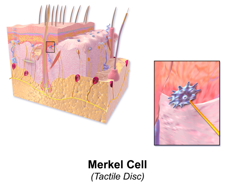 File:Blausen 0805 Skin MerkelCell.png