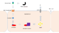Thumbnail for version as of 03:26, 5 June 2026