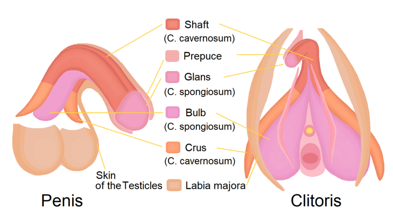 File:Clitoris Penis Homology 1.png