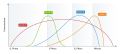 Cyclin Expression