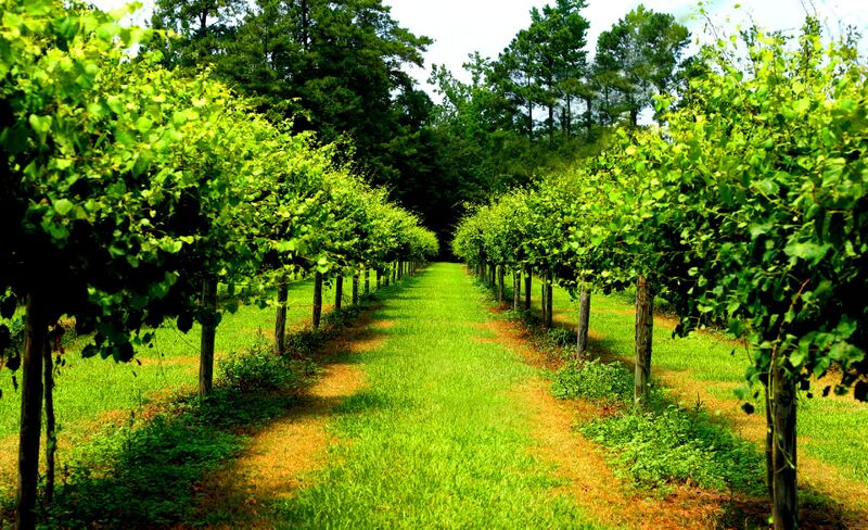 File:Duplin vineyard of Scuppernog grapevines.jpg