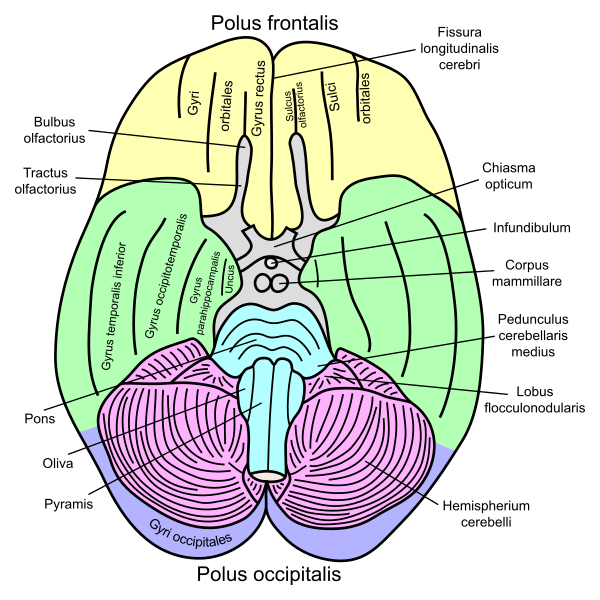 File:Gehirn, basal - beschriftet lat.svg