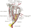 Lacrimal gland anatomy