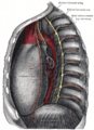 Gray's Anatomy illustration