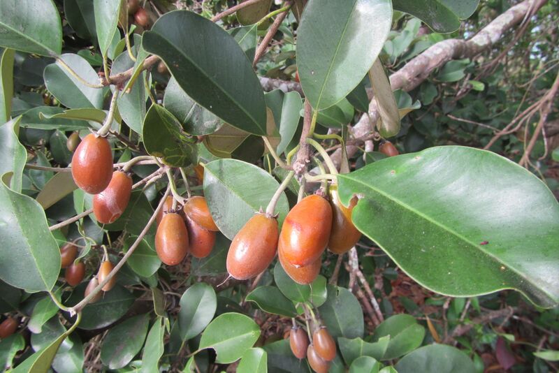 File:Manilkara kauki 25457539.jpg