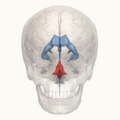 Fourth ventricle animation