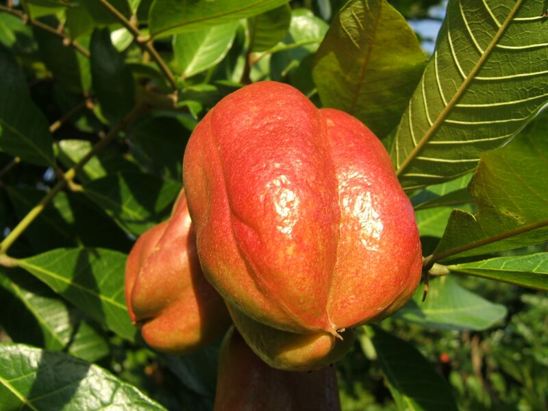 File:Ackee 001.jpg