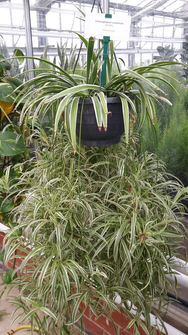 File:Chlorophytum comosum Ampel.jpg
