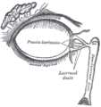 Nasolacrimal duct anatomy