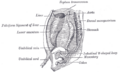 Gray's Anatomy illustration of the liver