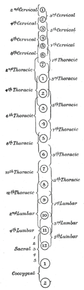 File:Gray1214.png