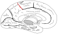 Paracentral lobule
