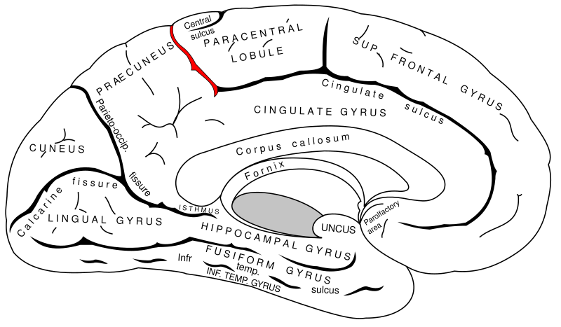 File:Gray727 marginal sulcus.svg