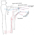 Lacrimal gland location