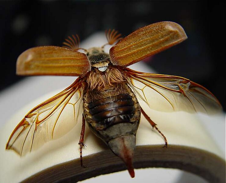 File:Maybug.jpg