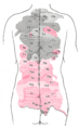Gray's Anatomy illustration of spinal nerve