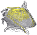 Nasociliary nerve