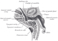 Eardrum