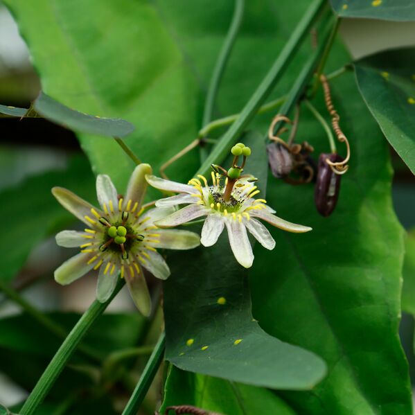 File:IMG 2309-Passiflora biflora.jpg