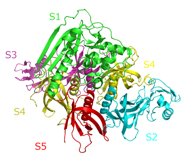 File:Pertussis toxin complex.png