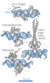 Transcription Factors DNA Binding Sites