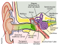 Inner ear