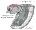 Thumbnail for version as of 17:28, 18 May 2026