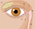 Diagram of the tear system