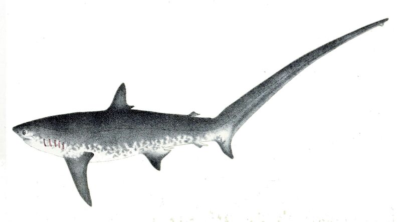 File:Alopias vulpinus.jpg