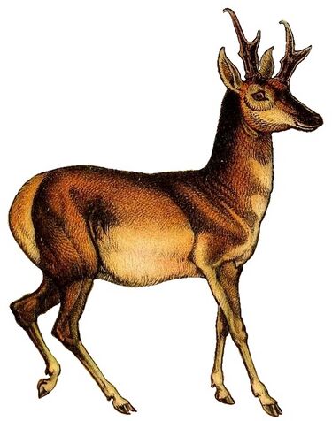 File:Antilocapra white background.jpg