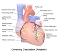 Anterior view of coronary vessels