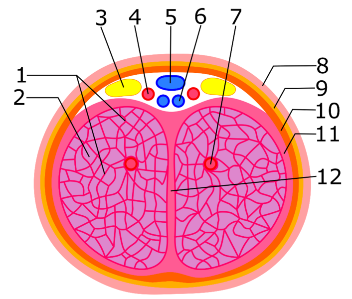 File:Clitoral body, internal anatomy.png