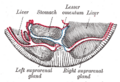 Thumbnail for version as of 17:28, 18 May 2026