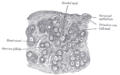 Thumbnail for version as of 17:28, 18 May 2026