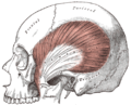 Zygomatic arch