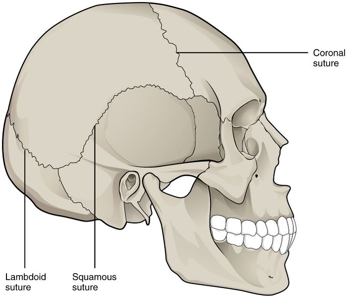 File:901 Skull Sutures.jpg