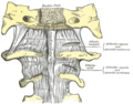 Atlanto-occipital joint lateral view