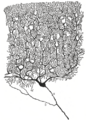 Thumbnail for version as of 17:27, 18 May 2026