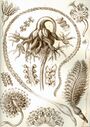 Thumbnail for version as of 22:31, 8 June 2026